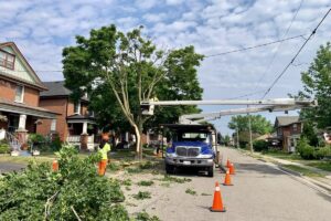 Tree crew pruning a residential street tree using a bucket truck with safety cones in place