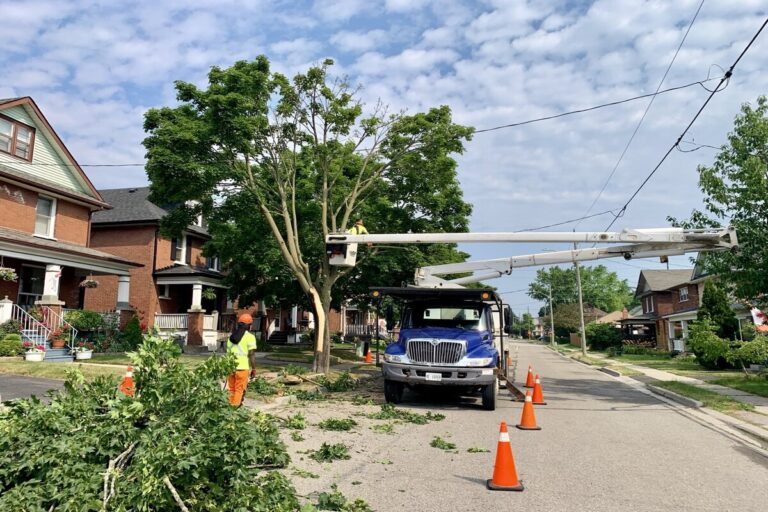 Tree crew pruning a residential street tree using a bucket truck with safety cones in place