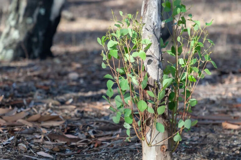 Tree suckers growing at the base of a tree trunk