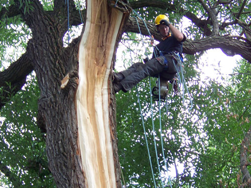 VALID - Taking the 'Defect' out of tree risk assessment