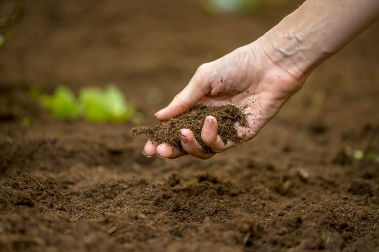 why is soil health so important advanced tree care