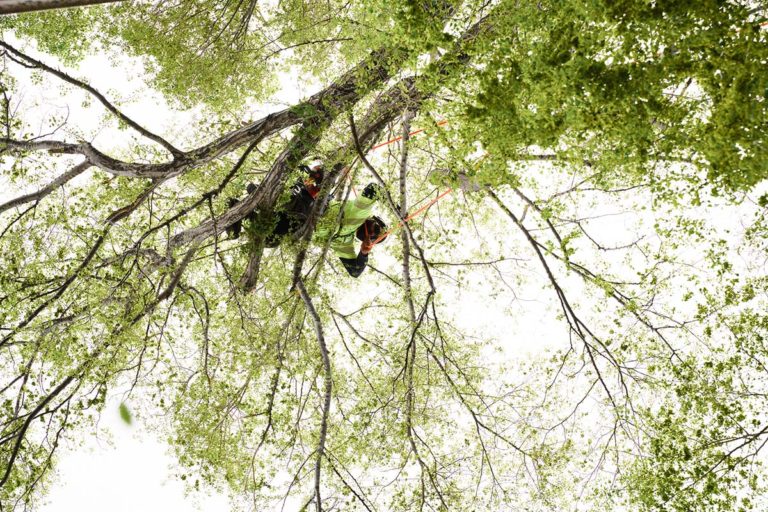 Advanced Tree Care technician up in one of the fastest growing trees with equipment