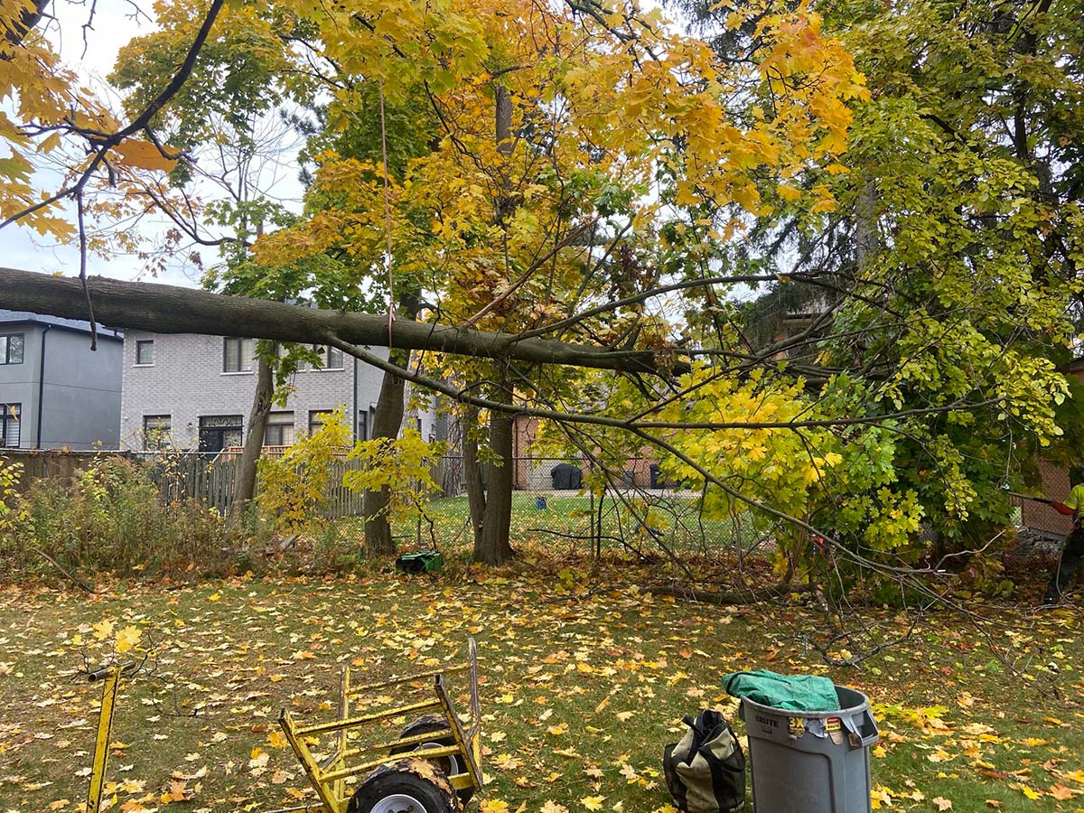 A tree damaged and fallen from neglect