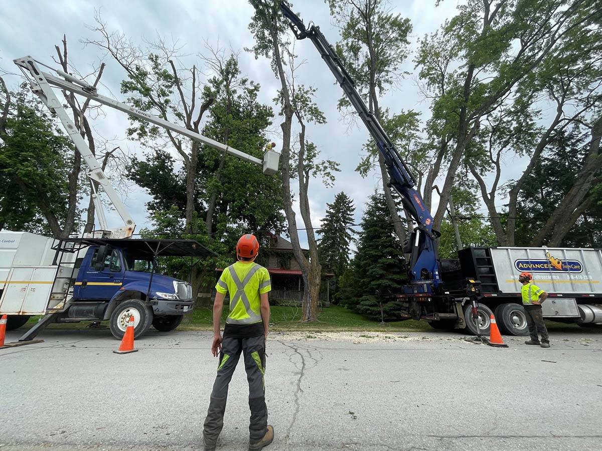 An Arborist at work, not a landscaper