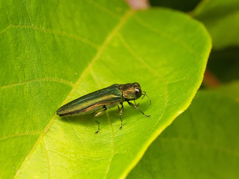 An emerald ash borer on a leaf, a pest that will harm your trees