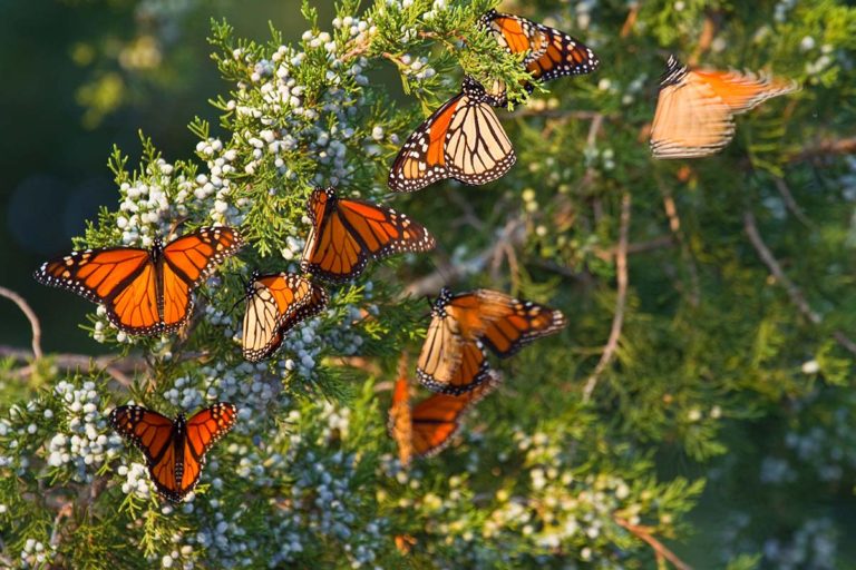 Monarch butterflies pollinating an Eastern Red Cedar