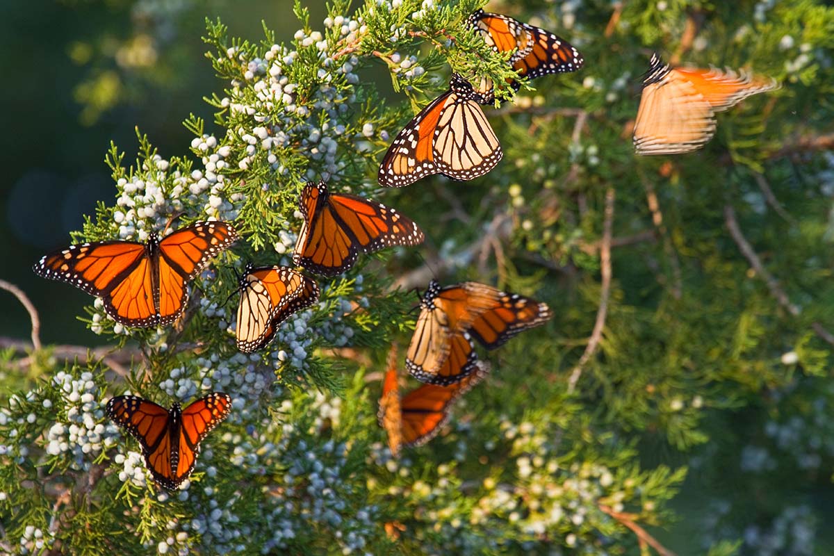 Monarch butterflies pollinating an Eastern Red Cedar