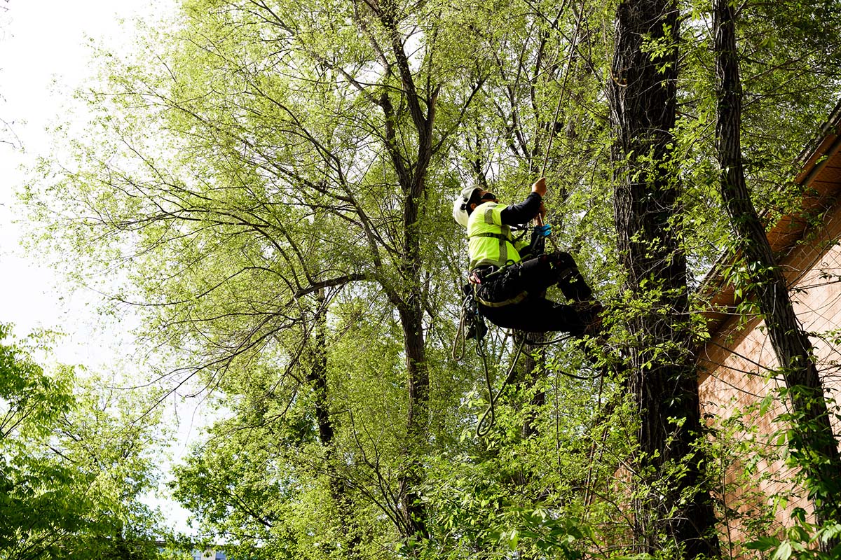 Tree Branch Cutting