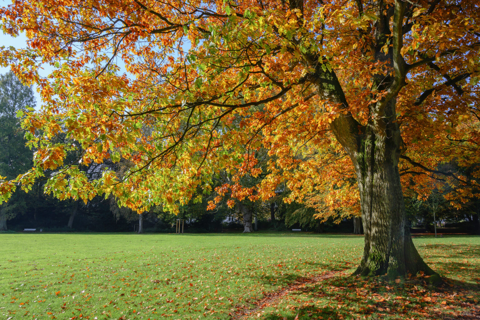 Common Types of Ontario Trees & How to Identify Them | Advanced Tree Care