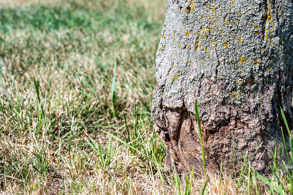 Tree damage from weed eater, something to avoid with proper lawncare