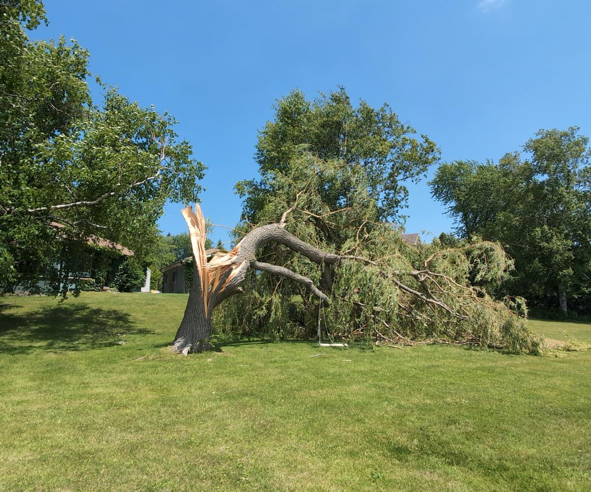 A tree is split in half after a storm