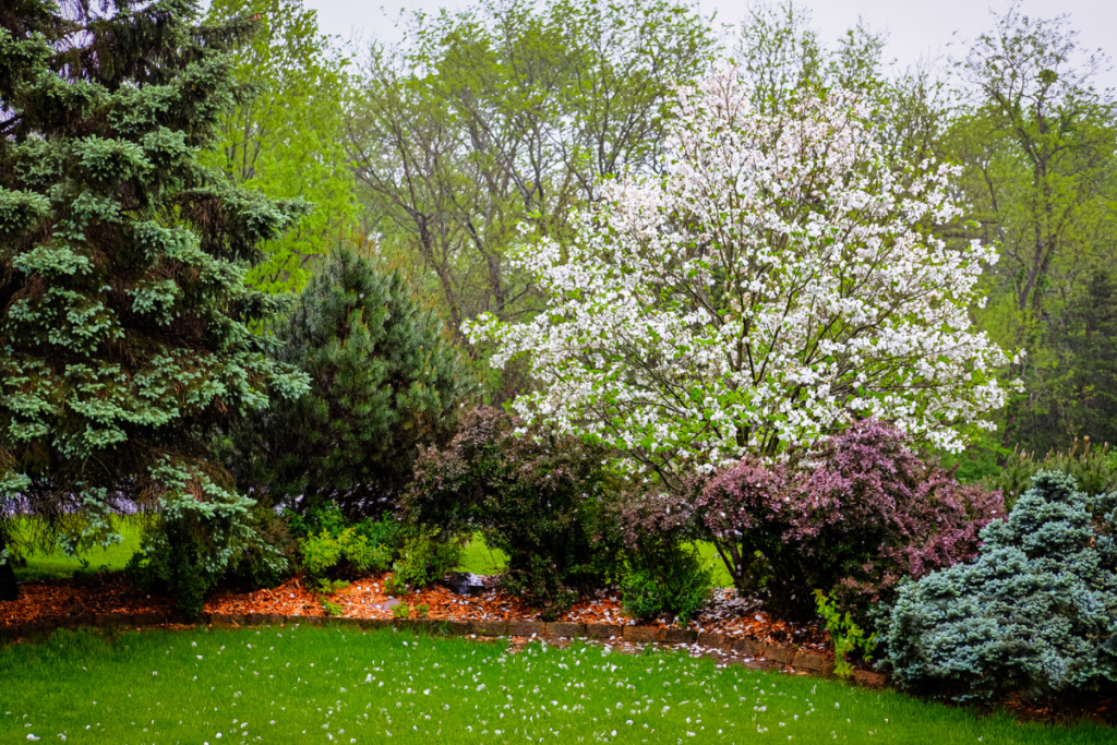 A landscape of low maintenance trees