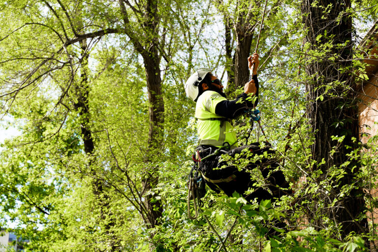 Arborist in tree pruning branches, avoiding any pruning mistakes.