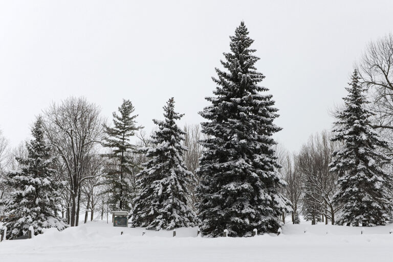 Various evergreens in a forest covered in snow. Some more christmas tree triva: until recently, most trees were gathered from the woods