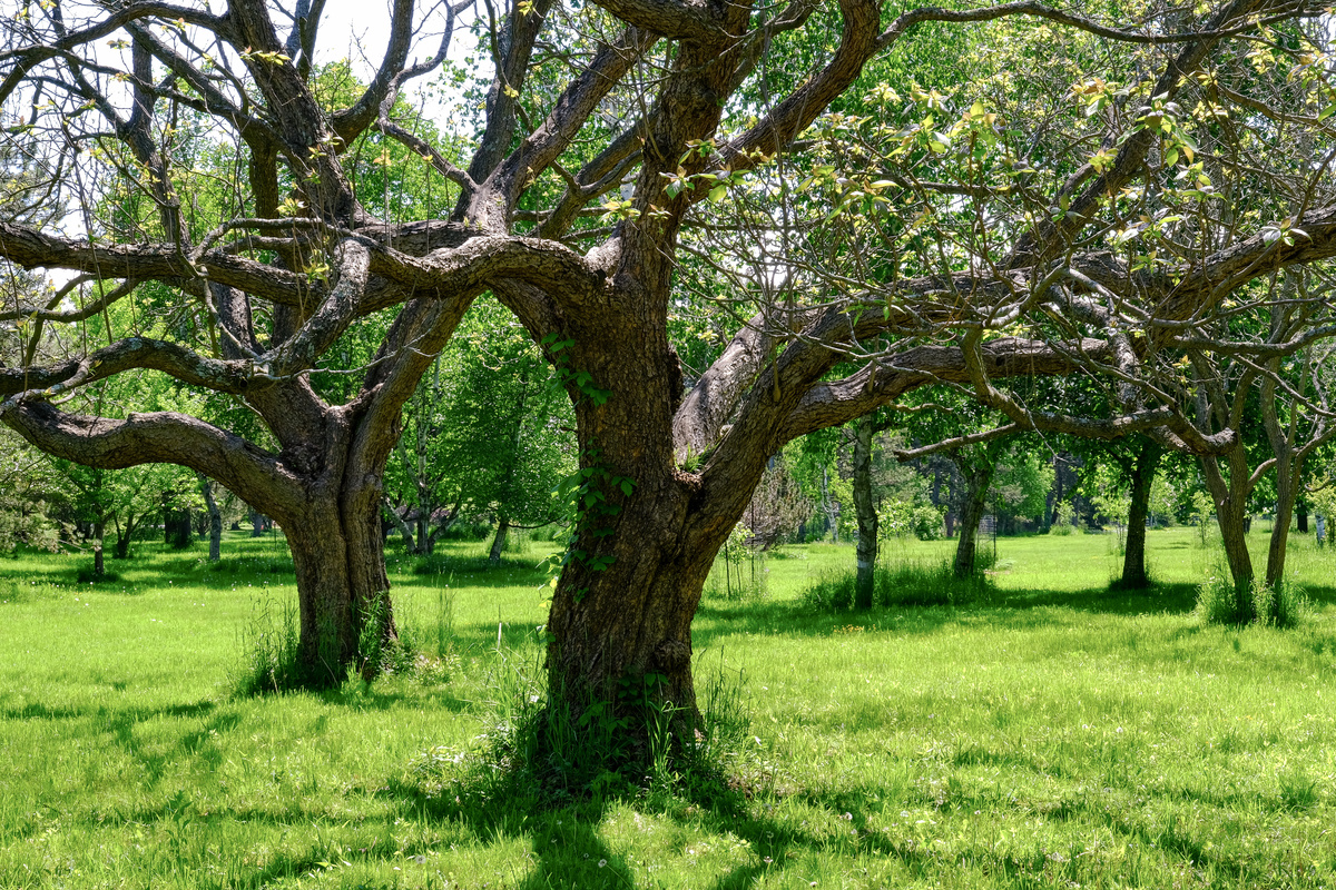 Old trees in the botanical garden with fresh new green grass