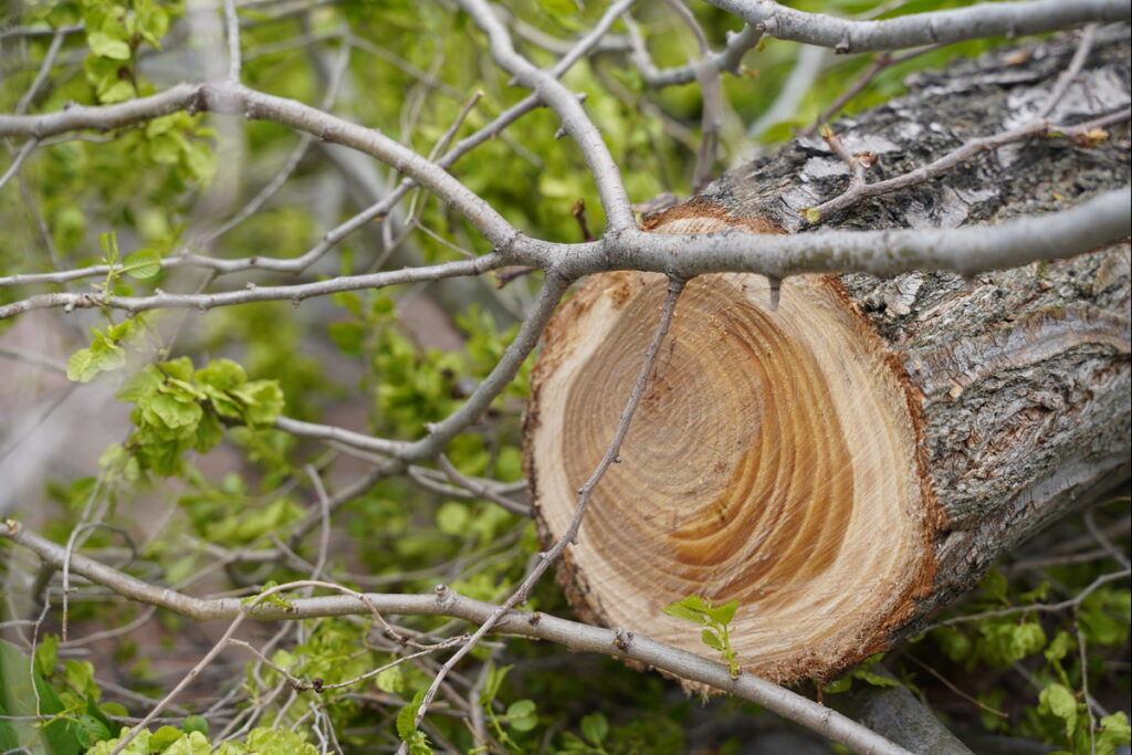 A freshly cut tree trunk surrounded by green leaves and thin branches, illustrating recent tree removal.