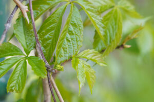 Close-up of vibrant green Virginia creeper leaves and a young cluster of berries on a woody vine, showing detailed leaf structure and natural growth patterns.