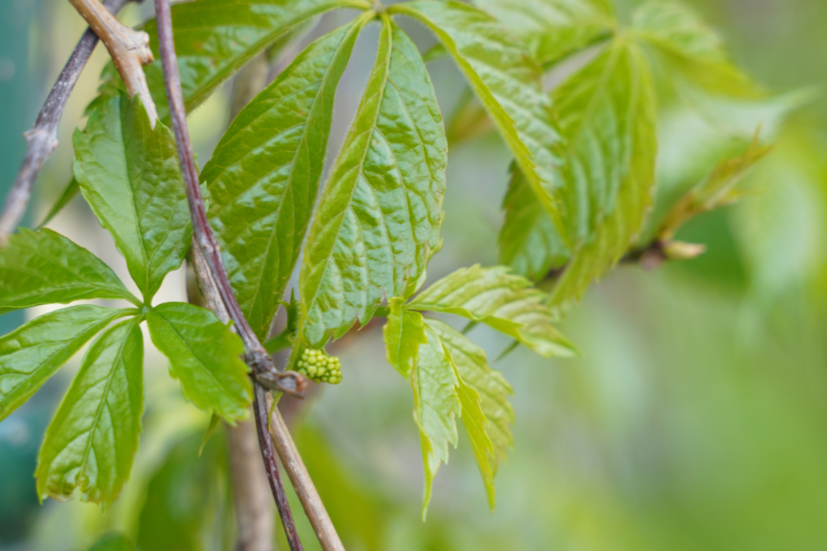 Close-up of vibrant green Virginia creeper leaves and a young cluster of berries on a woody vine, showing detailed leaf structure and natural growth patterns.