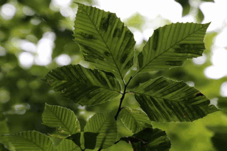 Close-up of a beech tree branch showing leaves with dark, striped banding between the veins—symptoms commonly associated with Beech Leaf Disease. The background is softly blurred green foliage.