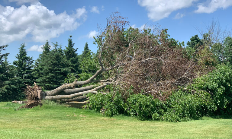A large uprooted tree lies fallen across a grassy field, with its exposed root system visible and dense foliage still attached to the trunk.