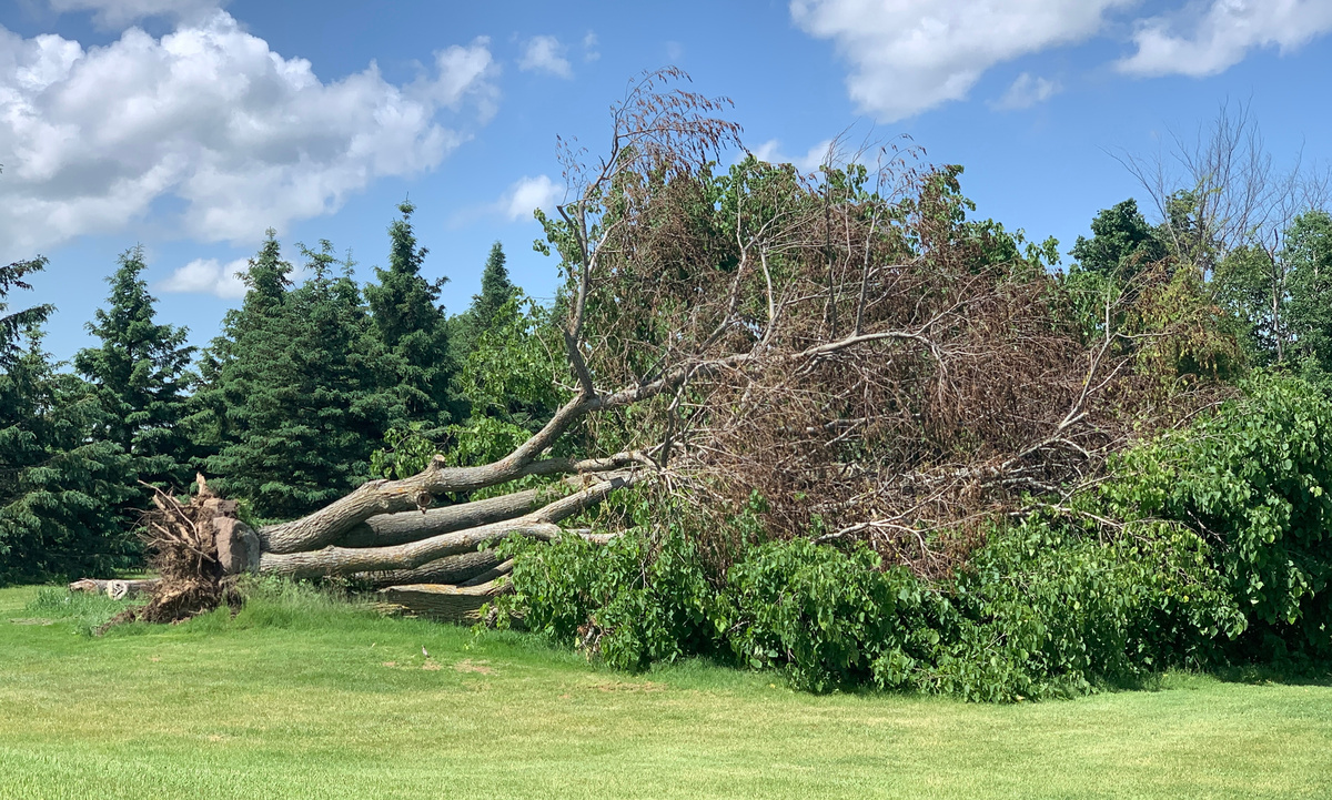 A large uprooted tree lies fallen across a grassy field, with its exposed root system visible and dense foliage still attached to the trunk.