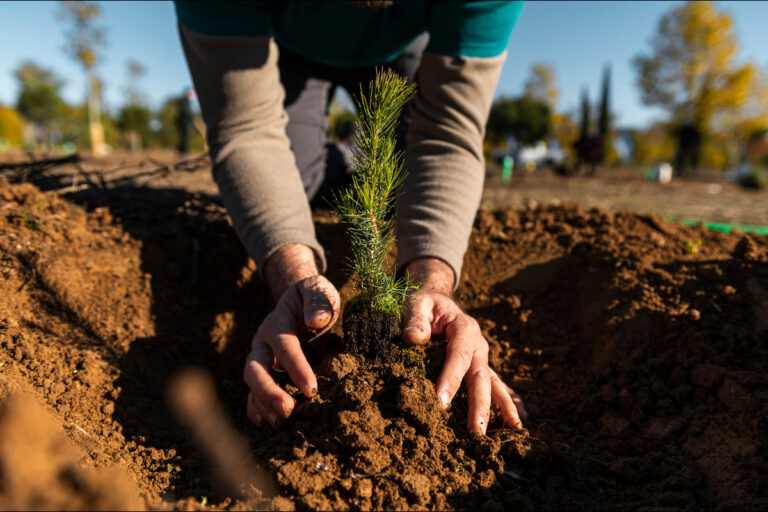 Person protecting a small evergreen seedling with cupped hands in freshly tilled soil.