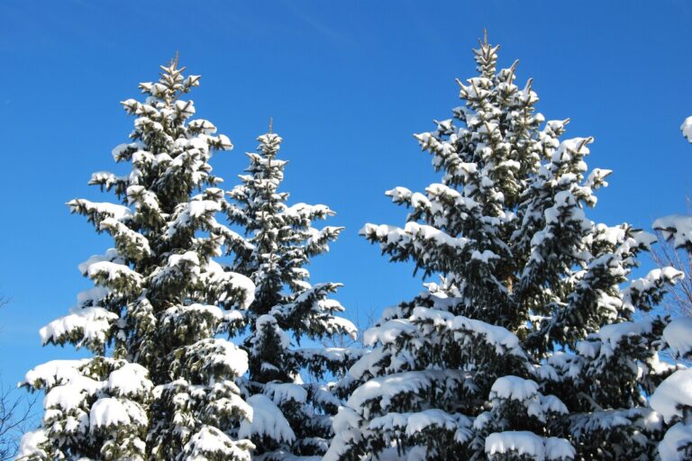 Snow-covered evergreen trees under a clear blue winter sky, showing healthy branches weighed down with fresh snow.