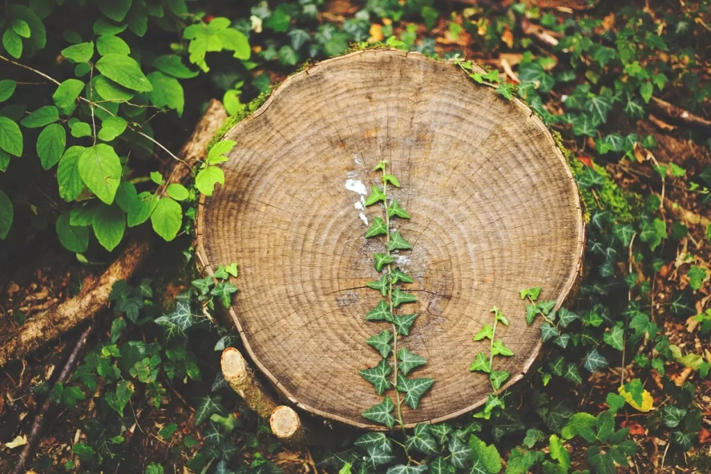 Tree stump with ivy growing across it surrounded by green foliage.