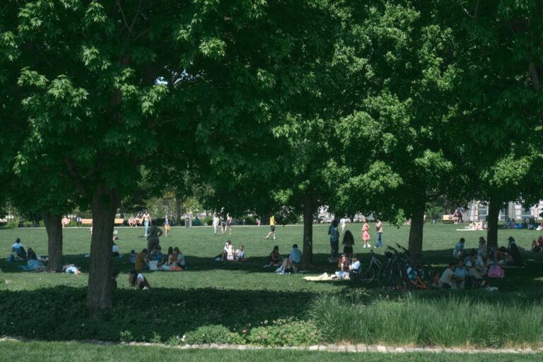 People enjoying a picnic beneath large shade trees in a sunny Ontario park.