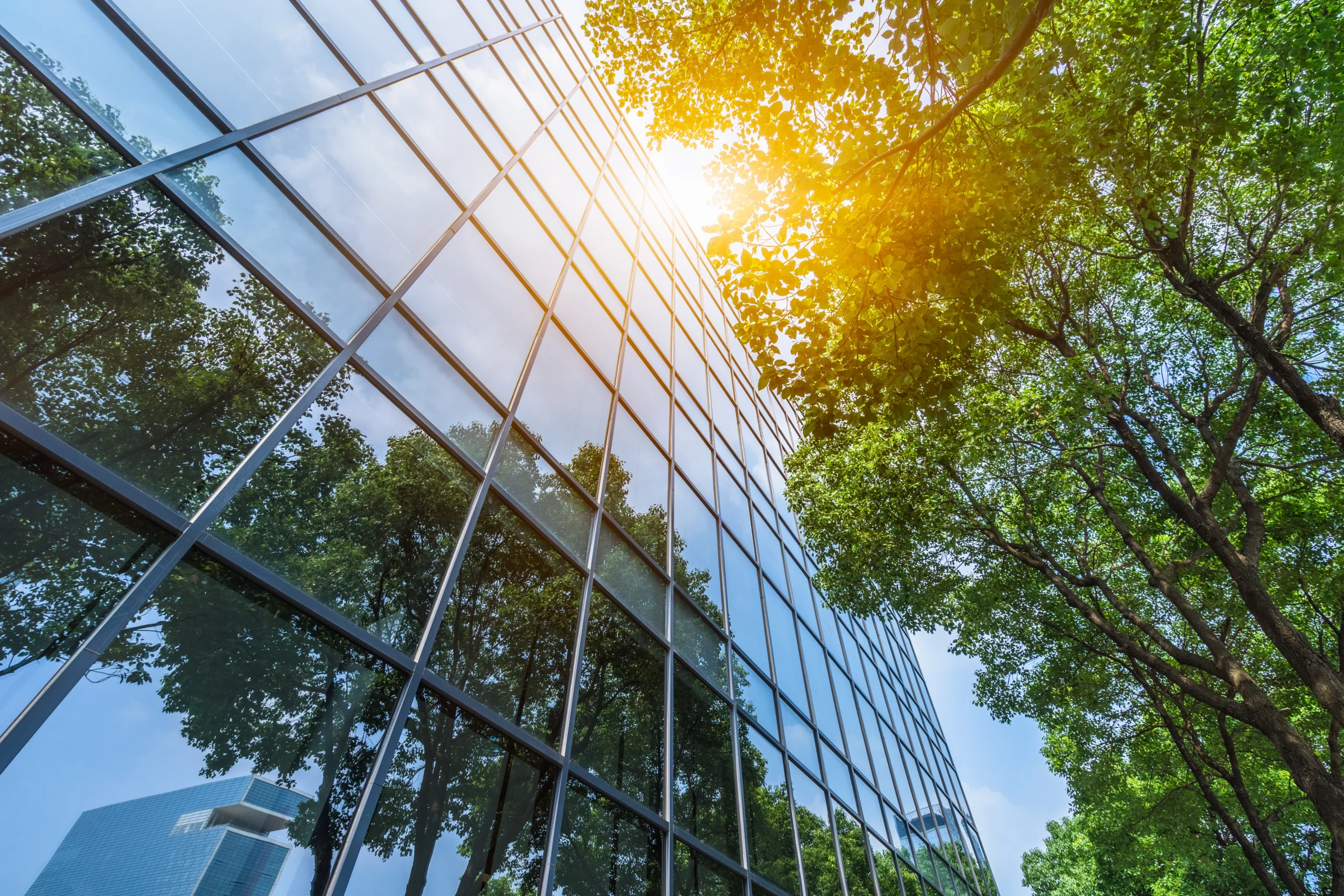 Trees next to a modern office building