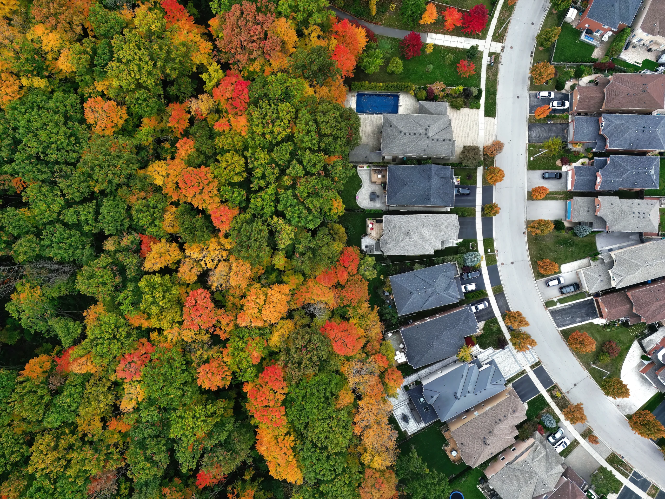 Fall coloured trees surrounding a neighbourhood